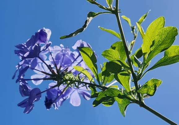 Plumbago auriculata matching the sky